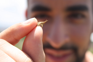 Mohammed Ashour getting up close and personal with a chapuline. Photo credit: Zev Thompson, taken in Oaxaca, Mexico.