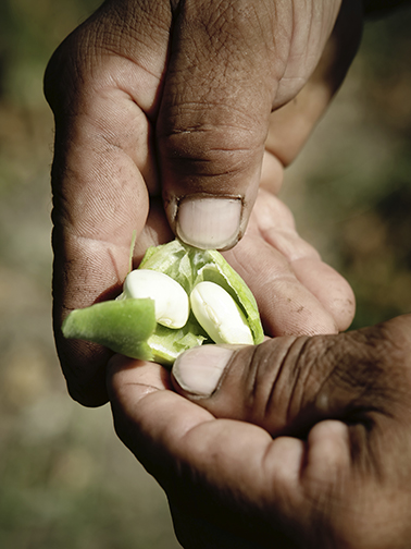 White bean in clove in farmer's hands